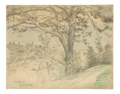 Lovis Corinth, Strandkiefer an der Ostseeküste bei Zoppot