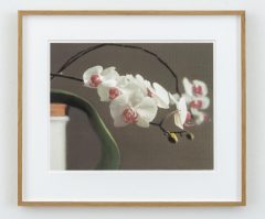Gerhard Richter, Orchidee III